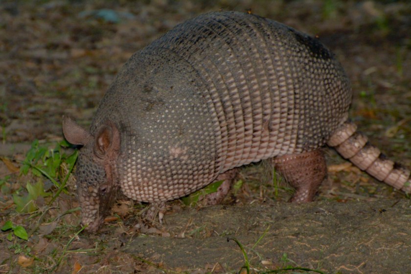 LR Exported New Orleans Louisiana-8_01