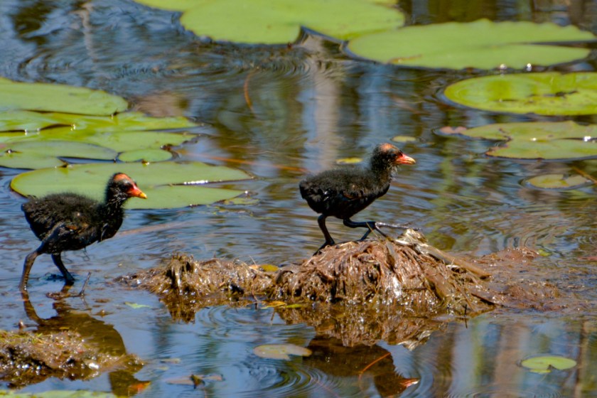 LR Exported Savannah Georgia-90