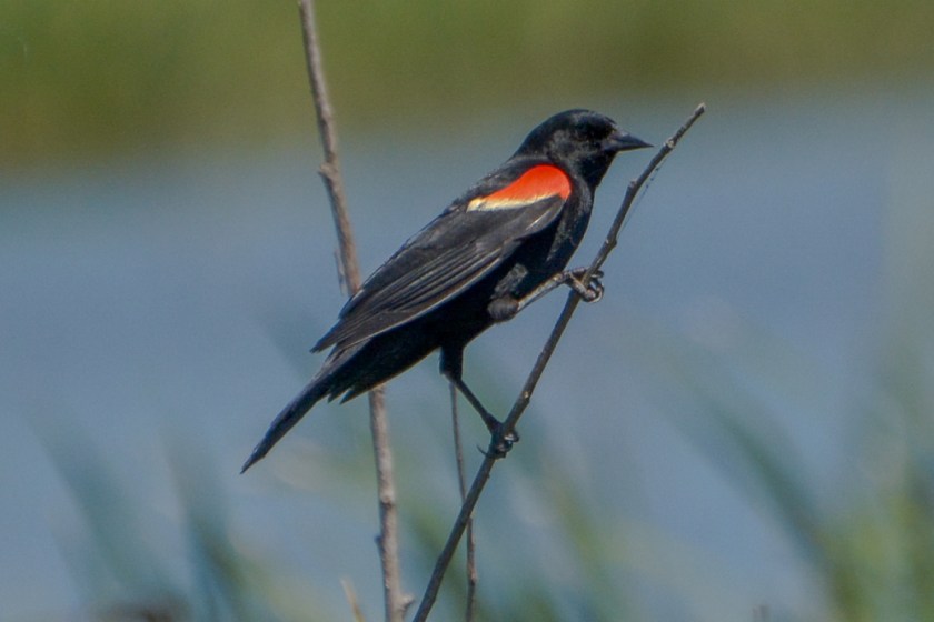 LR Exported Savannah Georgia-91