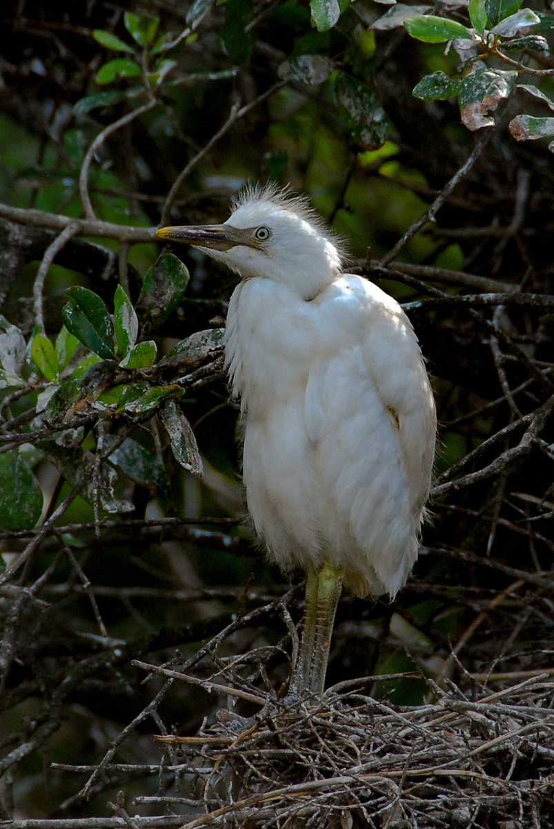 LR Exported St Augustine FL-33