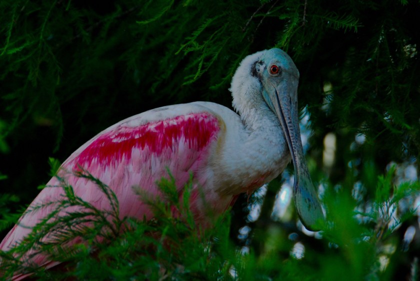 LR Exported St Augustine FL-48