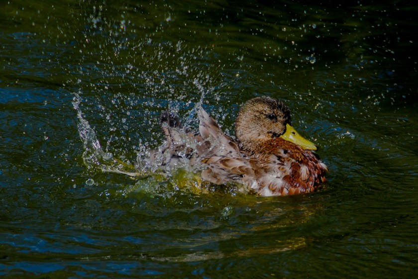 LR Exported Victoria BC 2019-161