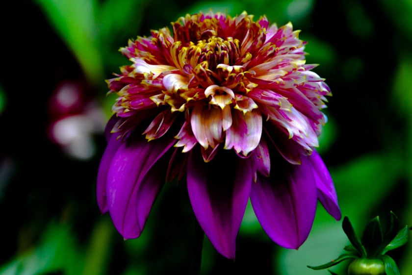 LR Exported Victoria BC 2019-26