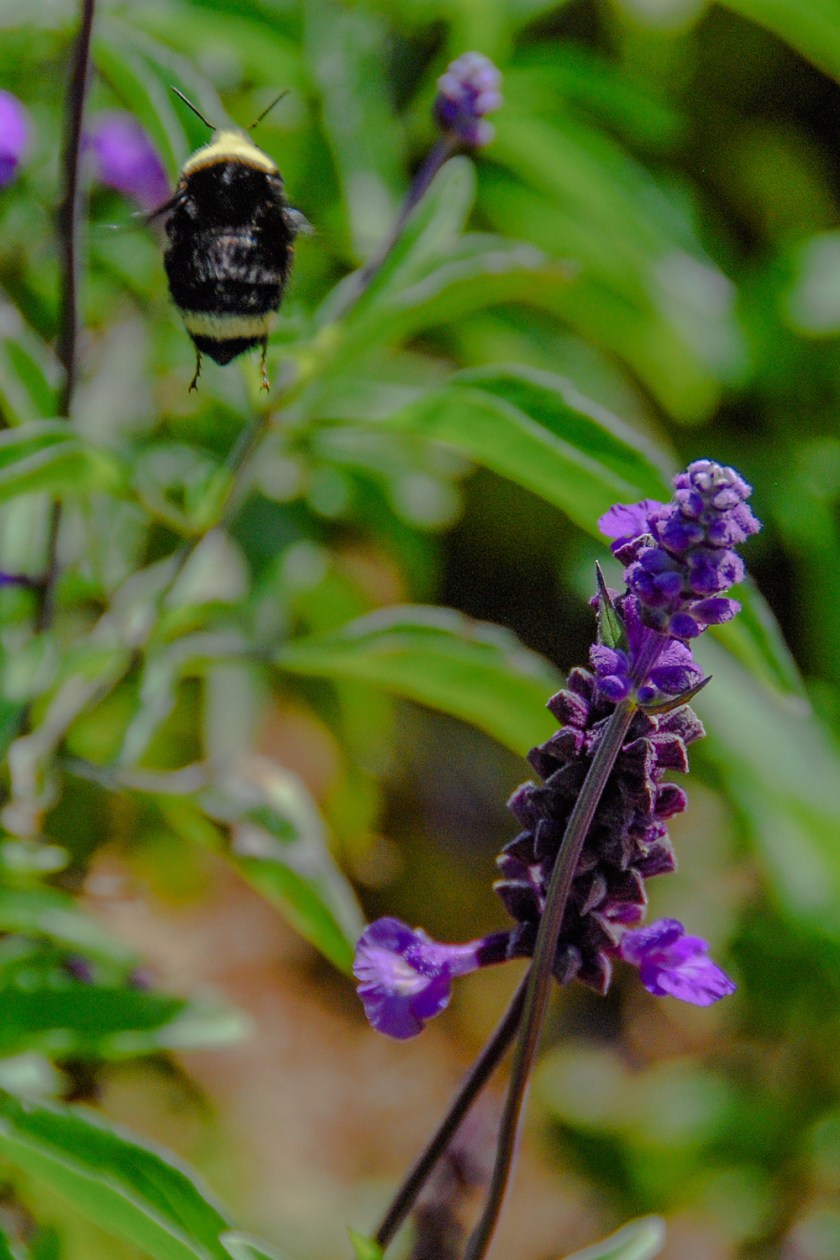 LR Exported Victoria BC 2019-51