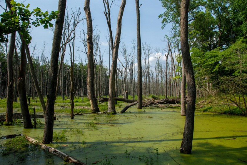 LR Exported Williamsburg PA-25