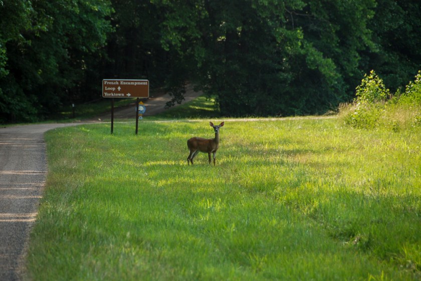 LR Exported Williamsburg PA-26
