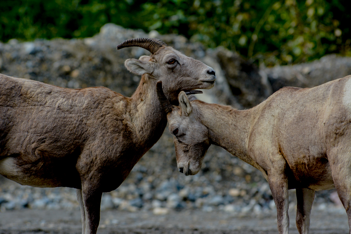 Love on the side of the road