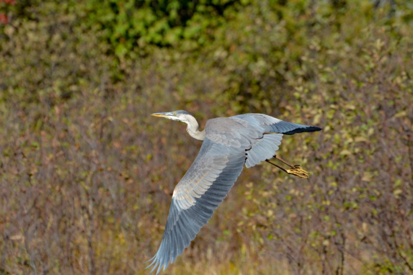 LR Exported Alg Oct 2019 -10