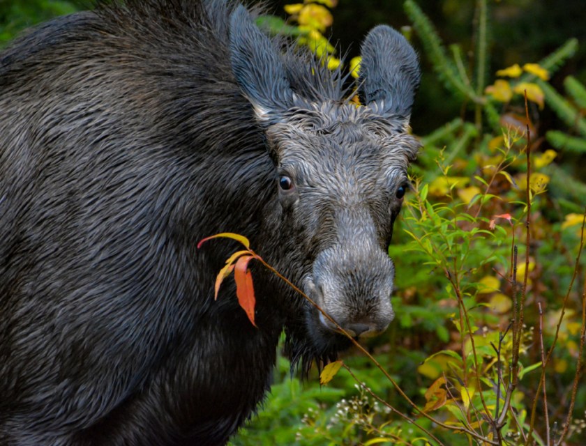 LR Exported Alg Oct 2019 -38