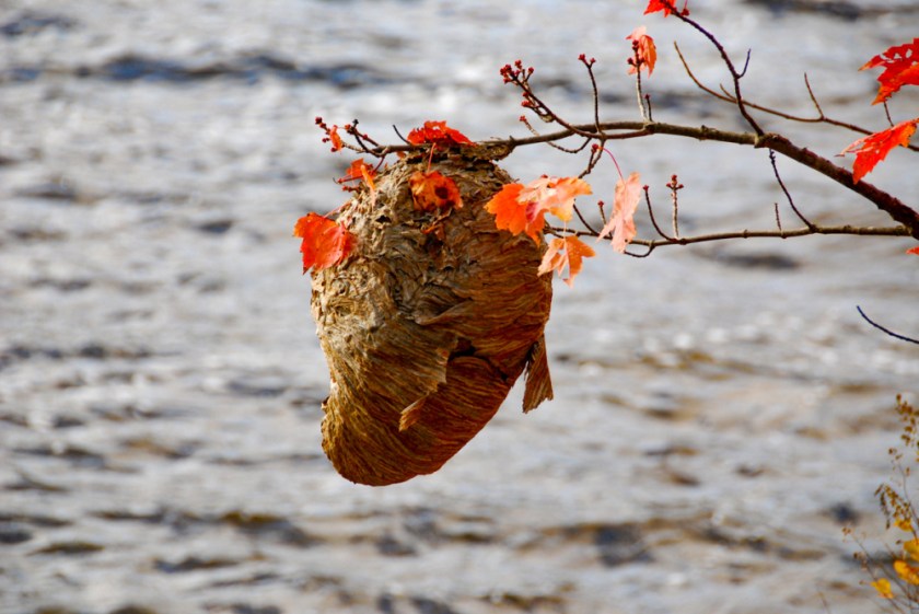 LR Exported Alg Oct 2019 -56