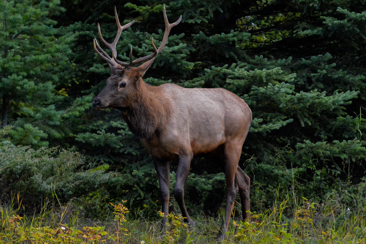 LR Exported Banff AB -191