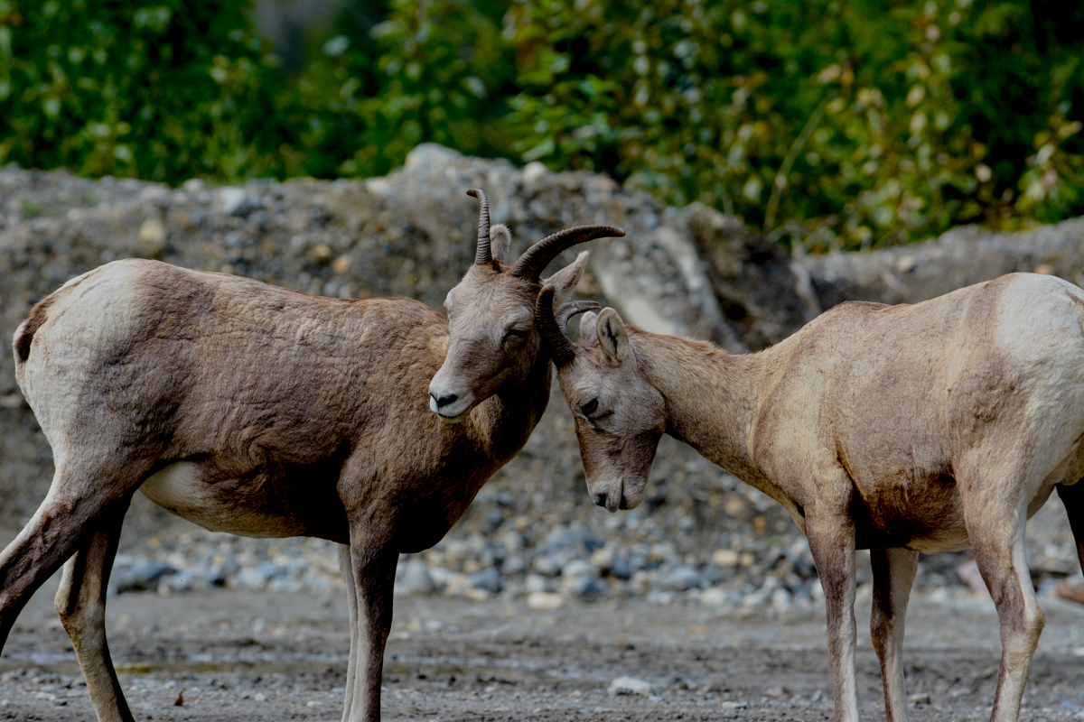 LR Exported Banff AB -62