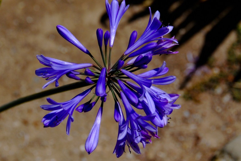 LR Exported Buelton CA-29