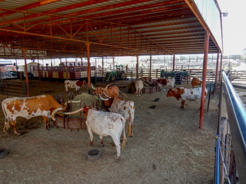 LR Exported Dallas TX-100