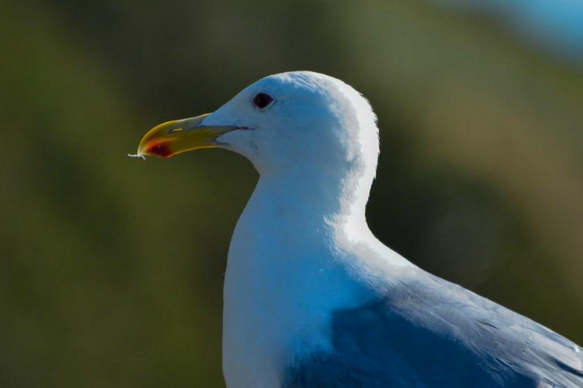 LR Exported Florence OR-29_01