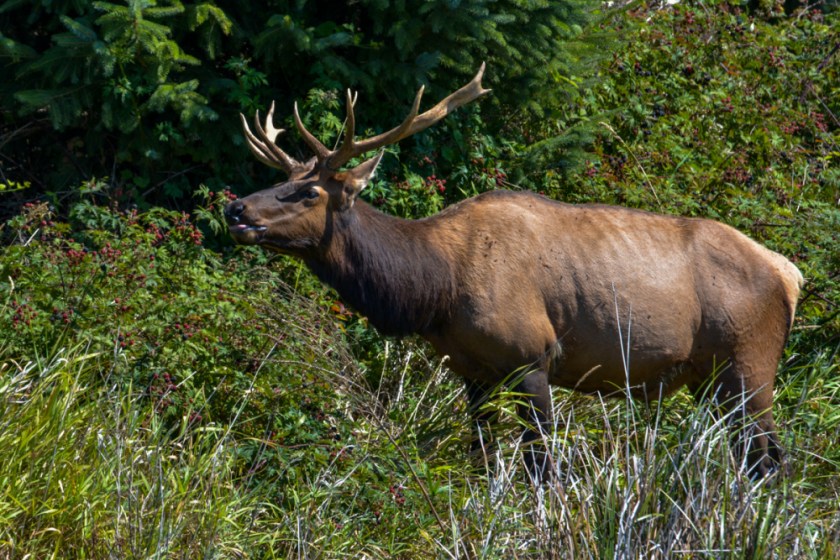 LR Exported Florence OR-71_01