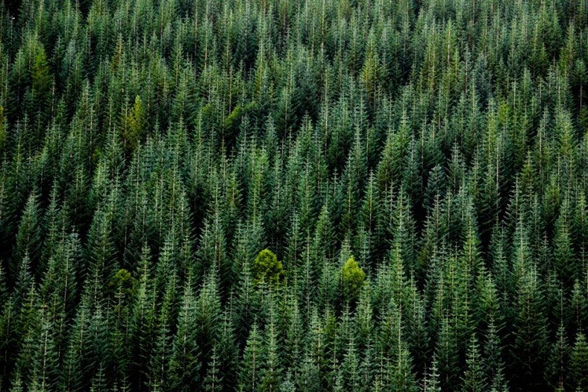 LR Exported Kelso WA-33_01