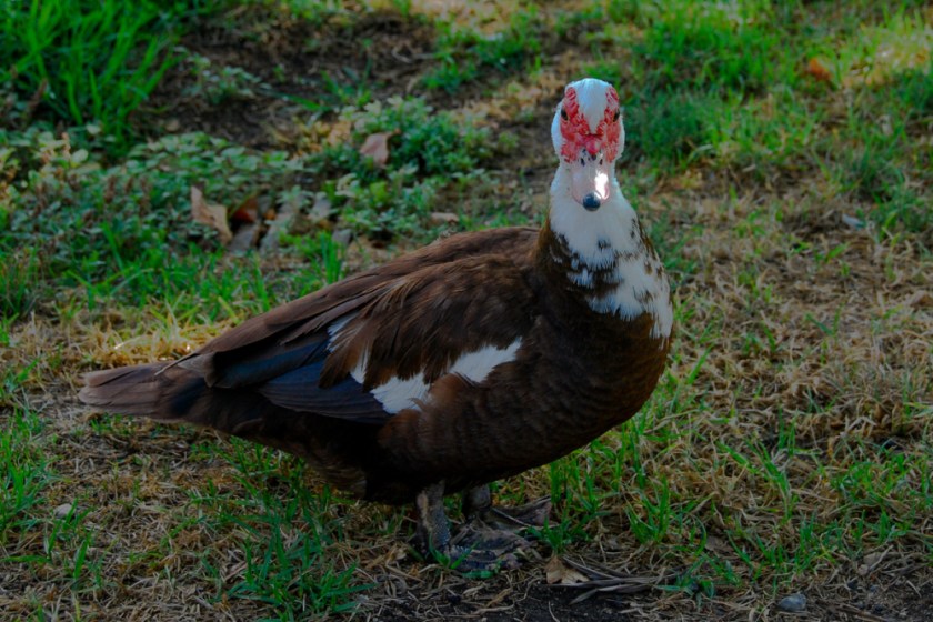 LR Exported Las Angeles CA-15