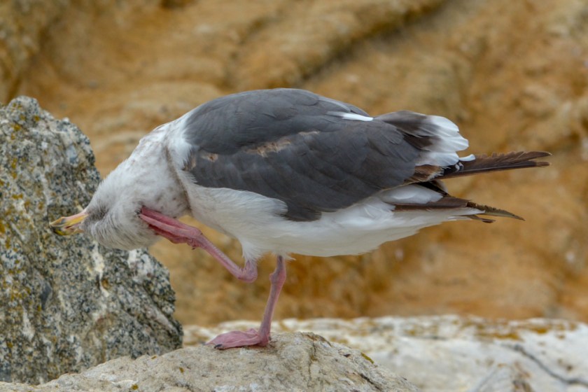 LR Exported Monterey CA-101