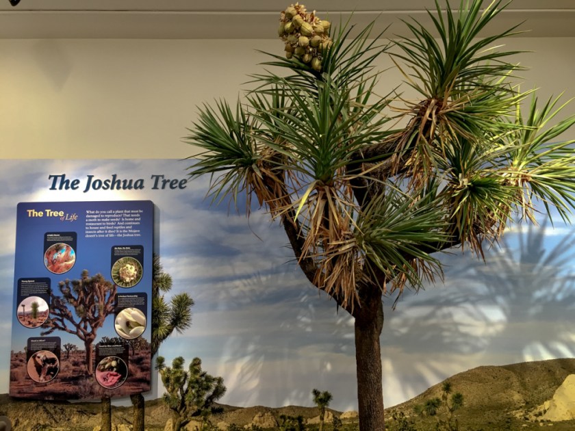 LR Exported Palm Springs CA-105