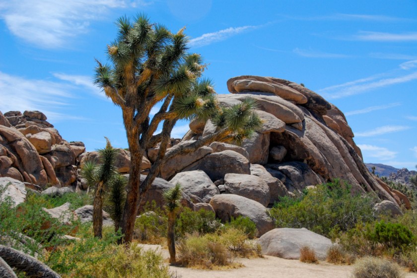 LR Exported Palm Springs CA-46