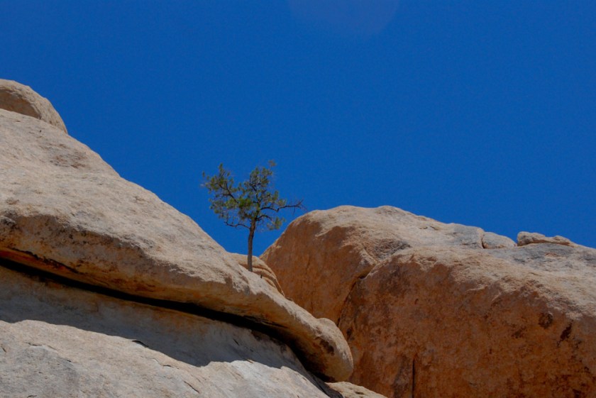 LR Exported Palm Springs CA-65