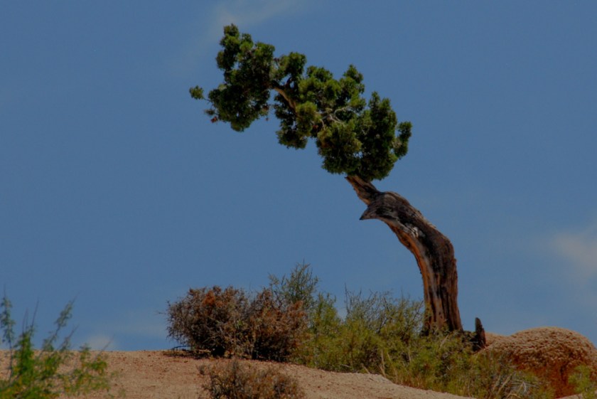 LR Exported Palm Springs CA-74