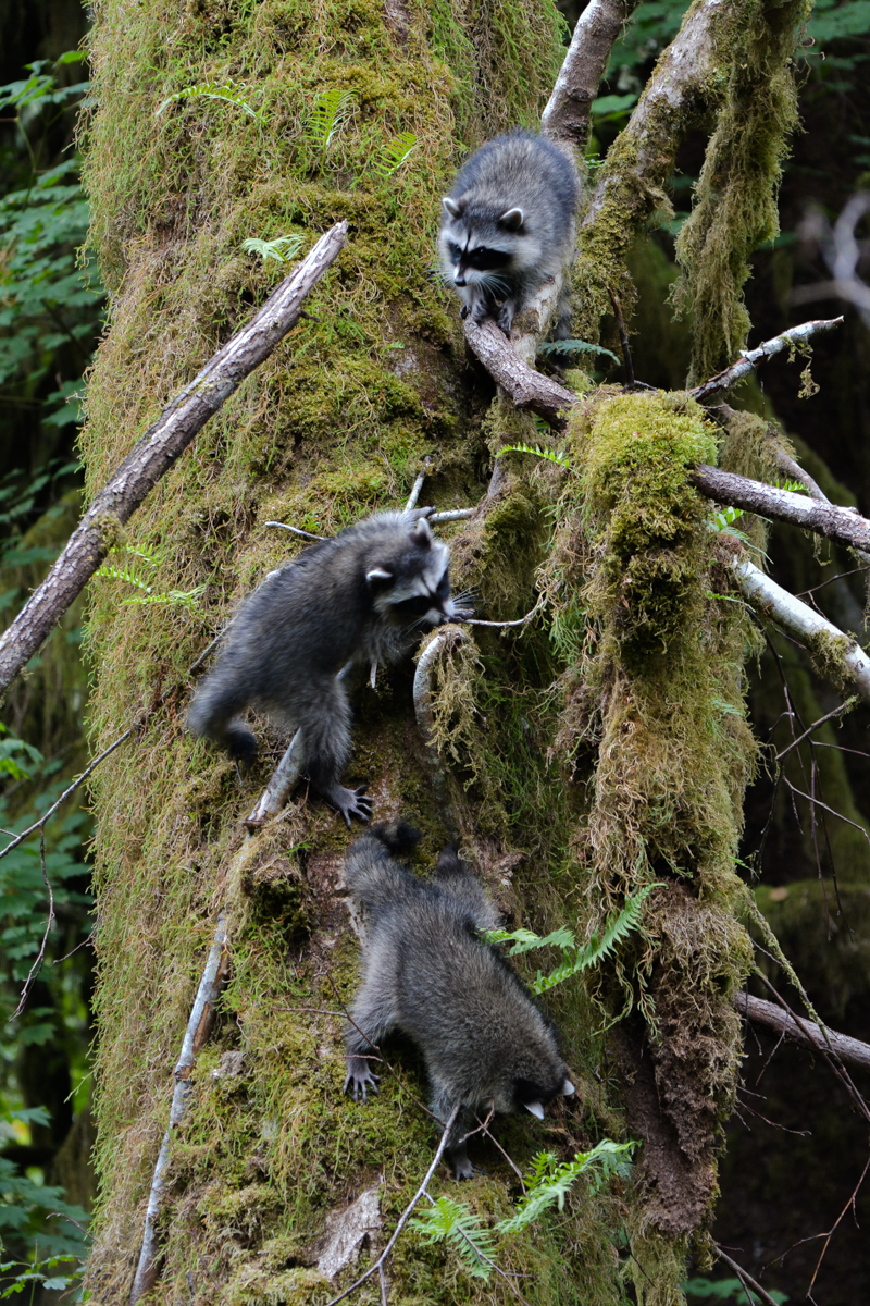 LR Exported Port Angeles WA-28
