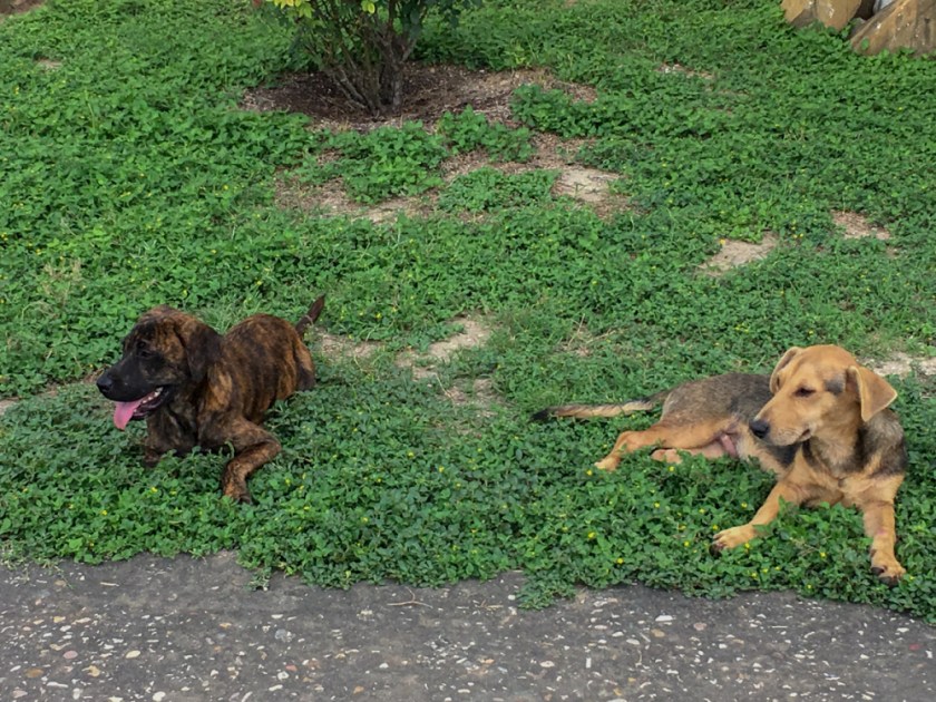 LR Exported San Antonio TX-129