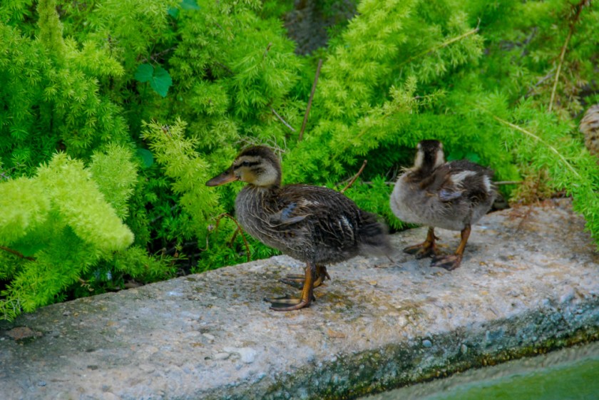 LR Exported San Antonio TX-56