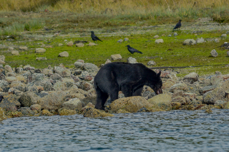 LR Exported Tofino BC-55