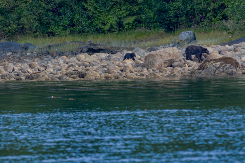 LR Exported Tofino BC-67