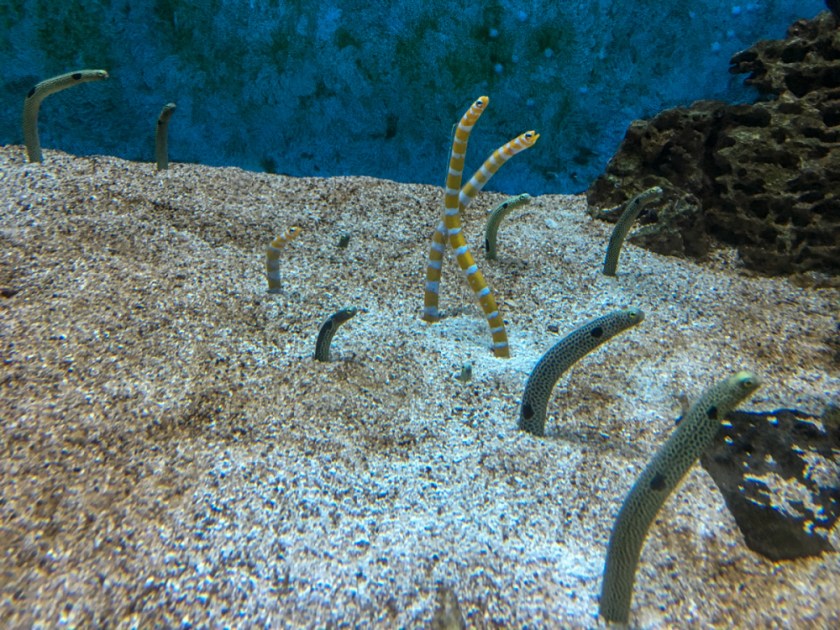 LR Exported Tucson AZ-112