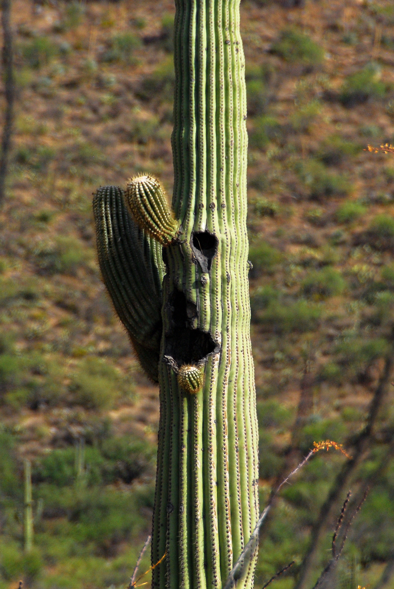 LR Exported Tucson AZ-24