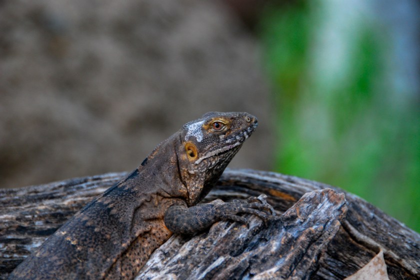 LR Exported Tucson AZ-65