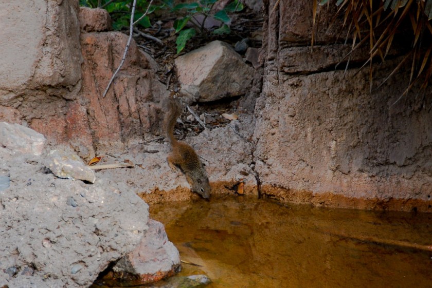 LR Exported Tucson AZ-69