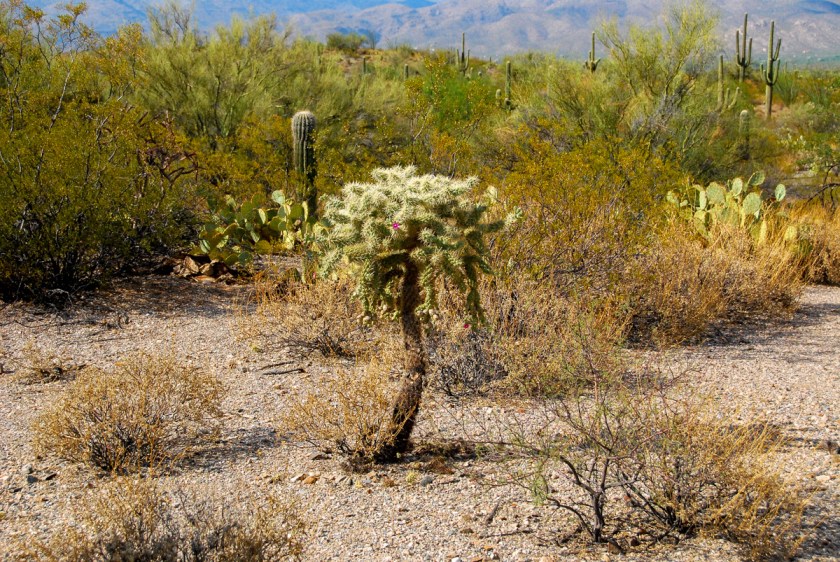 LR Exported Tucson AZ-7