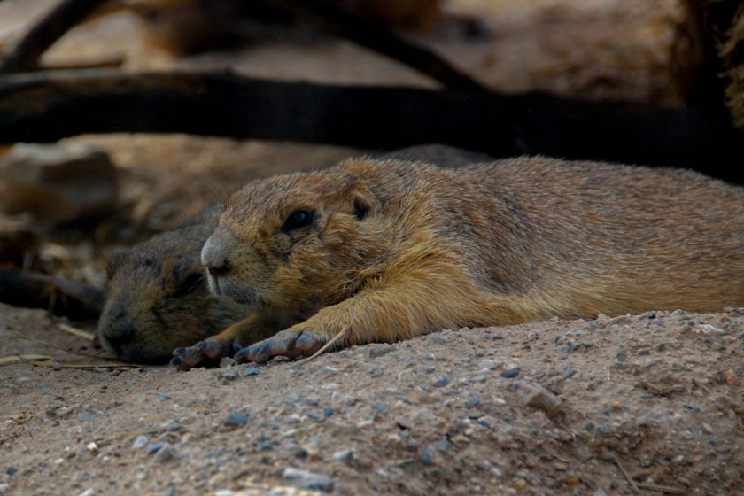 LR Exported Tucson AZ-73