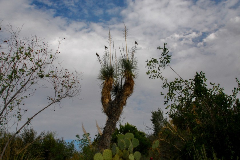 LR Exported Tucson AZ-74