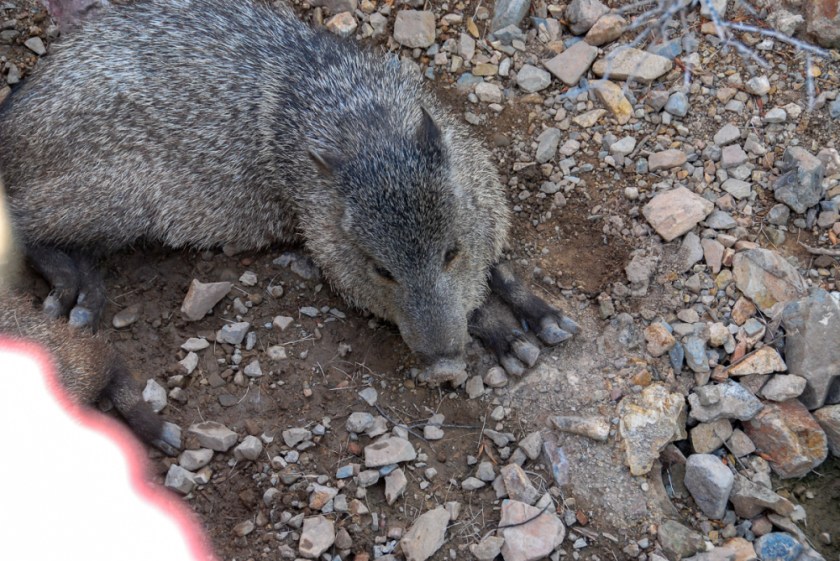 LR Exported Tucson AZ-79