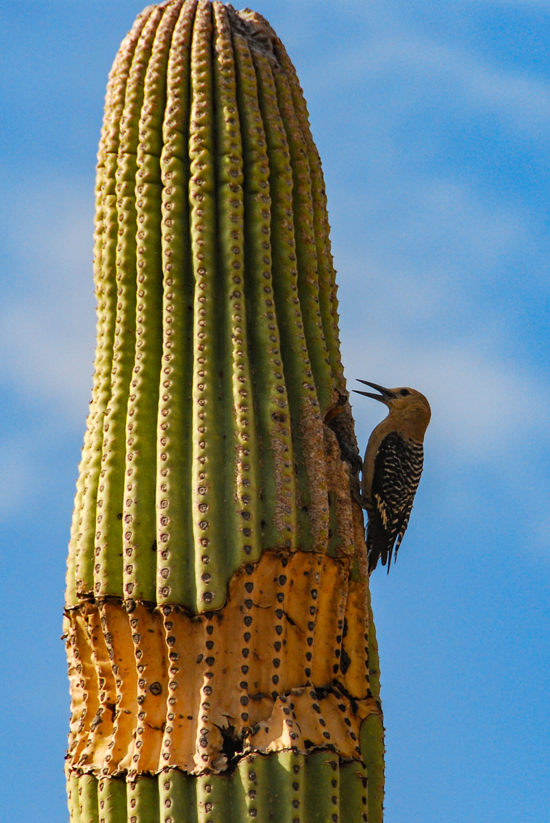 LR Exported Tucson AZ-83