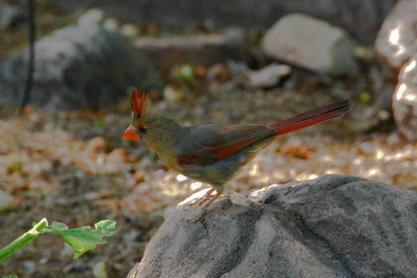 LR Exported Tucson AZ-92