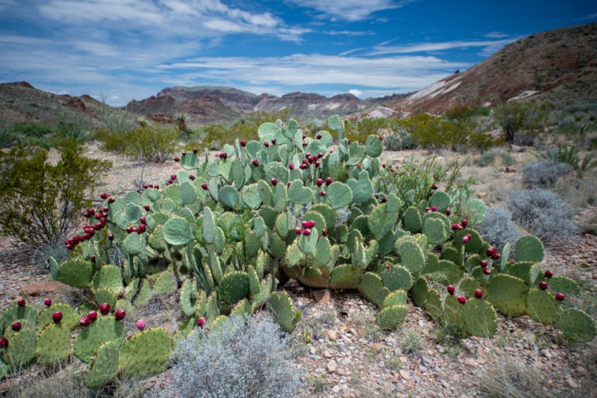 Terlinqua Big Bend -29_01