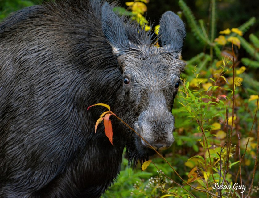 Algonquin Moose