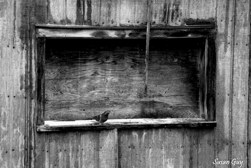 BPG OUTING JAN 2020-7