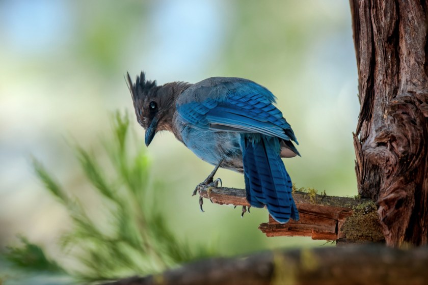 Clint 2020 Mall show_11