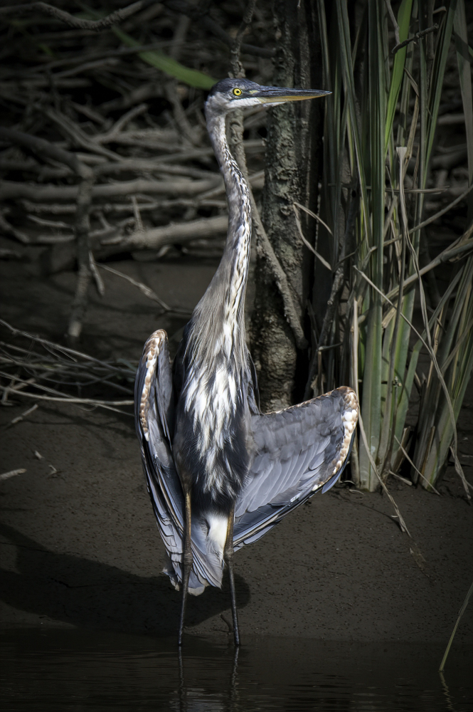 Clint 2020 Mall show_5