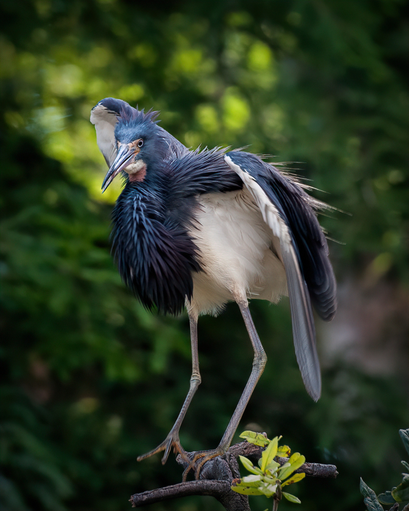 Clint 2020 Mall show_6