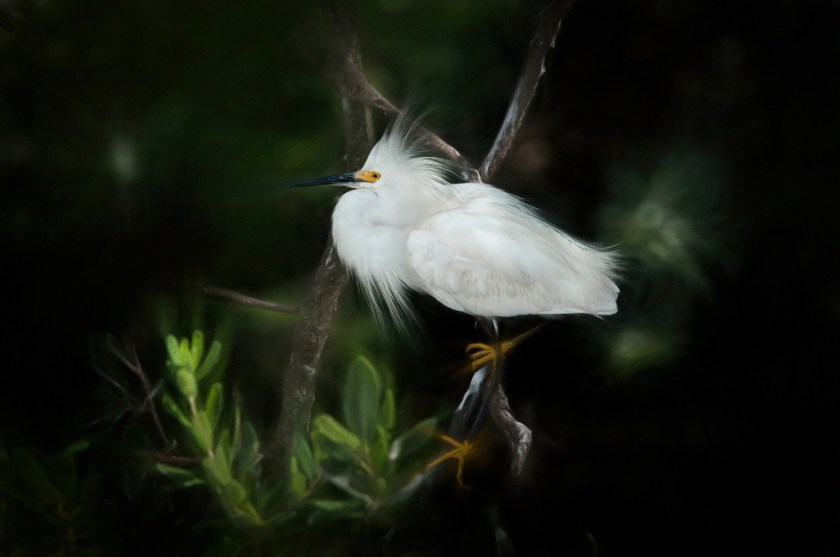 Clint 2020 Mall show_7