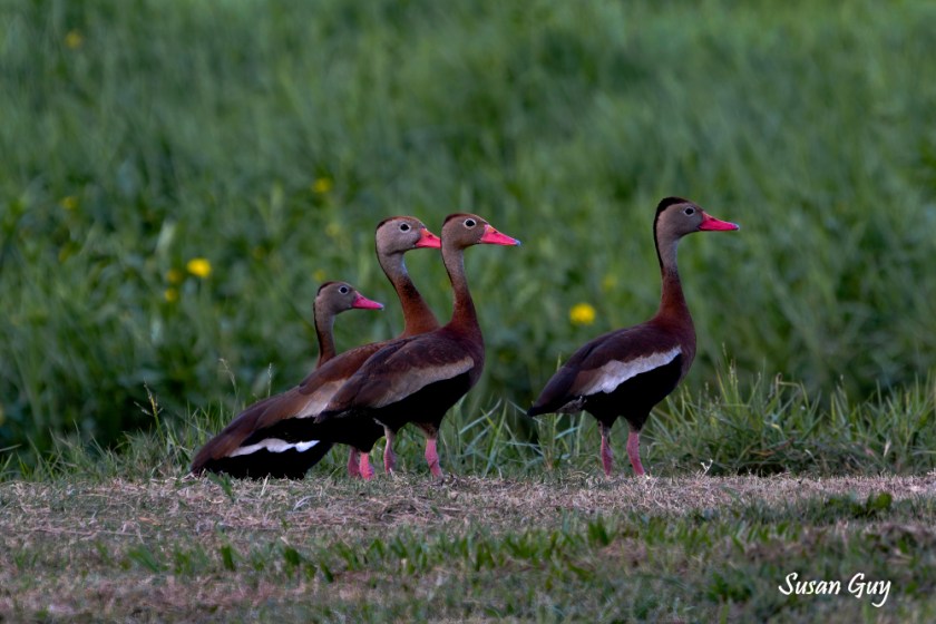 New Orleans Whistling Ducks